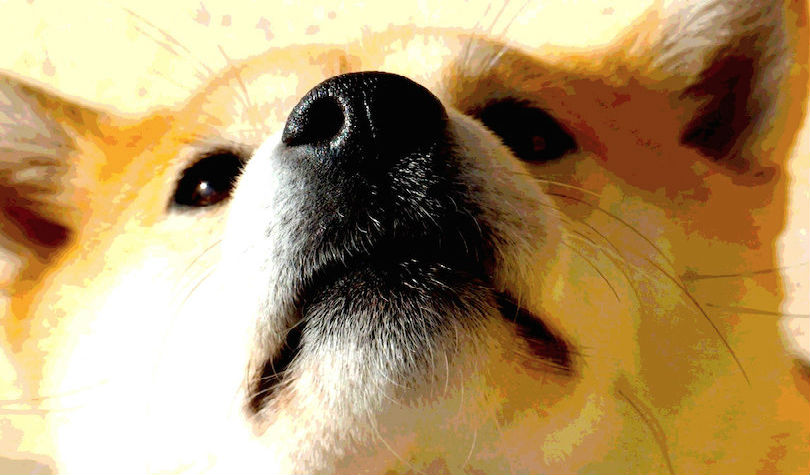 Scam Denilen Dogecoin Bir Tiktok Videosu İle Yüzde 60 Yükseldi